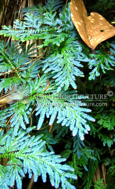 Selaginella willdenowii (Blue)
